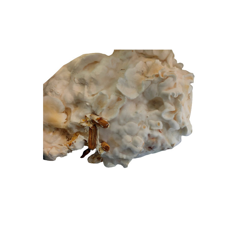 Mycélium de Pleurotes gris en chevilles