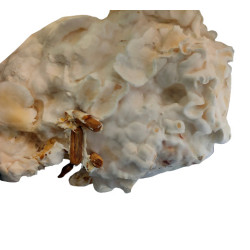 Mycélium de Pleurotes jaunes en chevilles