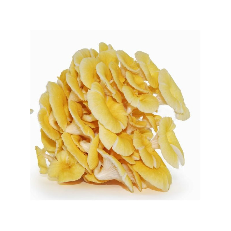 Mycélium de Pleurotes jaunes