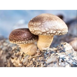 Mycélium sur chevilles de champignons