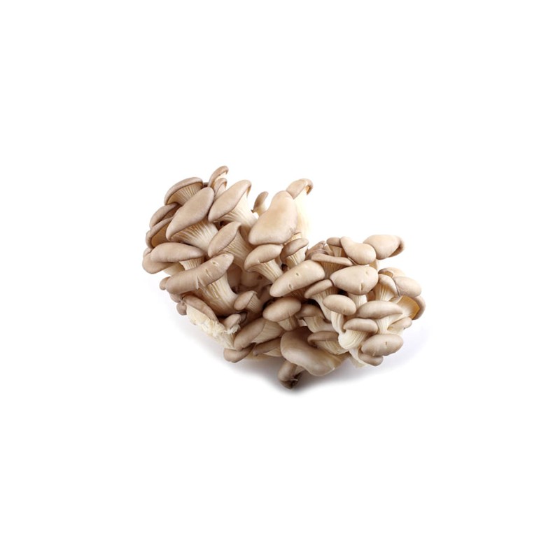 Mycélium en grains de champignons