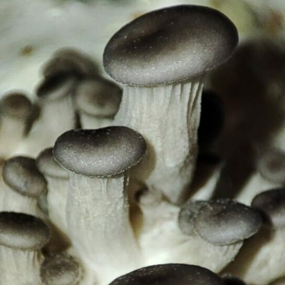 L'image est un gros plan d'un groupe de champignons. Les champignons ont des chapeaux arrondis et brun foncé avec un aspect légèrement velouté. Leurs pieds sont blancs, longs et fins, avec une texture qui semble fibreuse. Ils sont regroupés les uns près des autres, émergeant de ce qui pourrait être un substrat de culture ou le sol de la forêt. L'ensemble donne une impression de douceur et de naturalité.